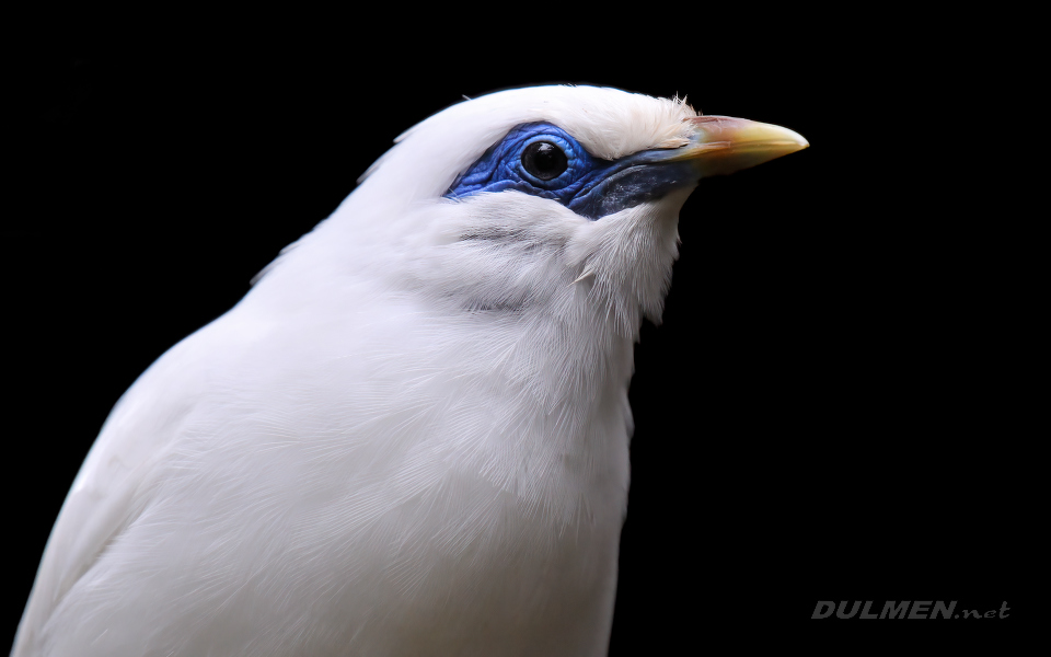 Bali myna (Leucopsar rothschildi)